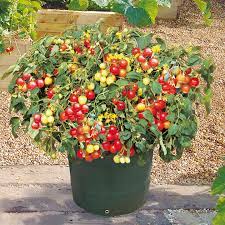 Wholesale pricing · online since 2002 · larger plants & trees How To Grow Cherry Tomatoes In Pots Plant Instructions