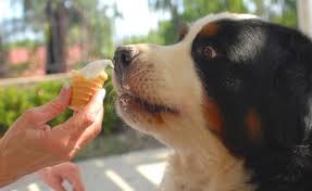 When a new mother dog or her puppies eat poop, it is considered normal for reasons we will get to in the next section. Can Dogs Eat Cheese And Ice Cream Dog Food Advisor