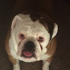 Located in kinzers, pa and shrewsbury, pa, we're here to help you find your perfect puppy! Adopt A Bulldog Near Philadelphia Pa Get Your Pet
