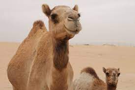 Camel through the eye of a needle. The Camel And The Needle What Did Jesus Really Mean