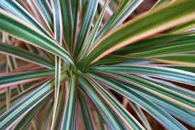 Image result for Asparagaceae