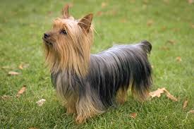 Teddy bear puppies for sale. Silky Terrier Dog Breed Information