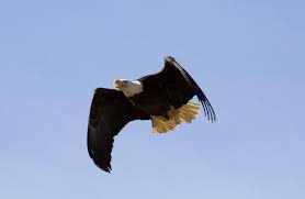 Bald Eagles #16-2439 and #16-2440