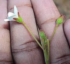 Image result for Hibiscus lobatus