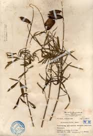 Image result for Crotalaria kirkii