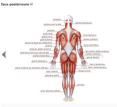 Epingle Par Chantal Jacquinet Sur Corps Humain Anatomie Anatomie Corps Humain Dictionnaire Visuel