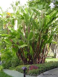 Giant Bird Of Paradise Palm Common Name Giant Bird Of Paradise Scientific Name Strelitzia Nicolai Birds Of Paradise Plant Tropical Garden Amazing Gardens