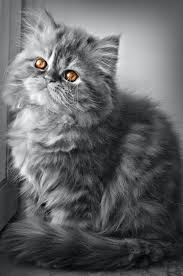 Tak heran jika harga kucing persia dibanderol dengan angka bagian yang berpola tersebut biasanya berwarna gelap seperti coklat tua atau hitam, sedangkan bagian tubuh lainnya berwarna cokelat muda atau putih. Wallpaper Kucing Cat Mammal Vertebrate Small To Medium Sized Cats Whiskers Felidae British Longhair Domestic Long Haired Cat British Semi Longhair Asian Semi Longhair 1294744 Wallpaperkiss