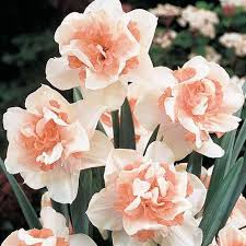 Double Daffodil Replete K Van Bourgondien Double Daffodil Replete K Van Bourgondien Bourgondien Clematis Daffodil Bulbs Daffodils Daffodil Flower