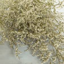 Image result for Limonium