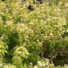 Cornus sanguinea, commonly known as blood twig dogwood, european dogwood or common dogwood, is an upright. Cornus Sanguinea Midwinter Fire