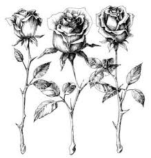 Ef91555665dca3fe4a432e38fc069c8a Jpg 380 400 Rose Illustration Rosen Skizze Rosenzeichnung