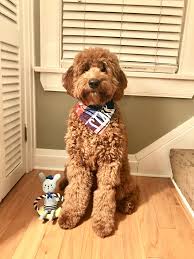 Owning a goldendoodle or mini goldendoodle puppy takes time and money. 54 Black And White Doodle Ideas Cute Dogs Black And White Doodle Puppies