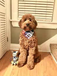 Professional breeders of f1, f1b & multigen, mini & medium goldendoodles. My 8 Month Old Goldendoodle Puppy Named Stark Goldendoodle Puppy Goldendoodle Dogs