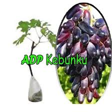 Cangkokan, ovulasi, tabulampot harga bibit murah & bergaransi hubungi: Jual Bibit Tanaman Buah Anggur Import Souvenir A Shopee Indonesia