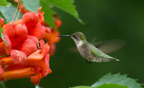 We did not find results for: Looking To Attract Hummingbirds To Your Garden Try Planting These Five Flowers