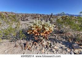 Each visit brings new sights. Cholla Cactus Garden Joshua Tree National Park Picture K64932014 Fotosearch