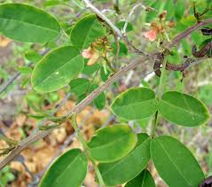 Image result for Indigofera kuntzei