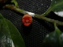 Image result for Canellaceae