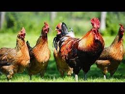 Chicken Sounds Crowded Chicken Jago Color Color Learn Children In Children Peu Su Youtube Peternakan Unggas Ternak Ayam Ayam