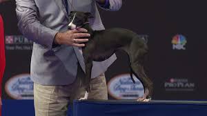 Welcome to greyhoundslivestream.net, a website dedicated to providing greyhound racing fans with the very latest info on how to watch races live online! Italian Greyhound 2018 National Dog Show Toy Group Nbc Sports