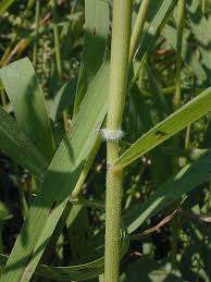 Image result for Leersia