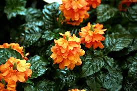 Image result for Crossandra pyrophila
