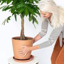 Continue reading about watering bonsai trees. The Money Tree Plant Symbolism And Benefits Bloomscape