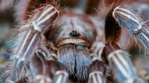 Maybe you would like to learn more about one of these? Aphonopelma Seemanni Care The Tarantula Collective