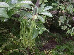 Image result for Holarrhena pubescens
