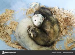 Two cute ferrets sleeping in wood sawdust Stock Photo by ©Arch88 268627626
