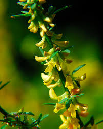 Image result for Enneapogon scoparius