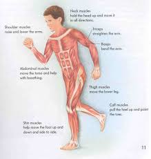 Now label the diagram in your workbook! Muscles Of The Body Diagram For Kids Koibana Info Human Body Muscles Human Muscular System Muscular System For Kids
