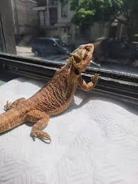 Bearded Dragon Diet, Metabolic Bone Disease In Bearded Dragon - Safarivet