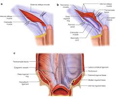 Male groin anatomy human anatomy groin anatomy pain in groin area female groin images. Anatomy Of The Inguinal Region Springerlink
