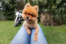 Some books just can't be enjoyed on a kindle. Win A Stunning Coffee Table Book For Dog Lovers Pets4life