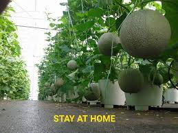 10 tata cara menanam melon hidroponik yang baik dan benar! Video Penanaman Rock Melon Cili Secara Fertigasi