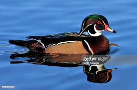 نتیجه جستجوی لغت [canard] در گوگل