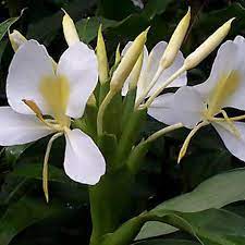 Ginger Fragrant Griffithianum In 2020 Ginger Flower Easy To Grow Bulbs Flowers