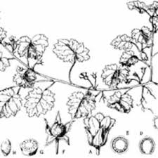 Image result for Ardisiandra wettsteinii