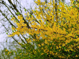 Forsythia Schwartz Greenhouse