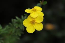 Check spelling or type a new query. Per Il Novantesimo Compleanno Che Fiore Si Regala Quante Rose Si Regalano Scopriamolo Insieme Articoli Da Lafiorista It