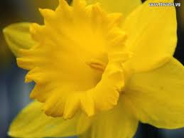 Daffodils Flowers Daffodil Wallpaper Daffodil Flower Yellow Wedding Flowers Flowers