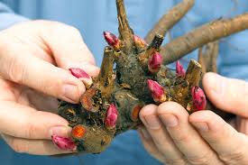 Tree peonies of any size, except those one year from graft, may be safely moved when dormant. Growing Peonies Garden Gate