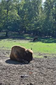 Gradina zoologica din targul mures. 5 Ore In Targu MureÈ Ce E De FÄcut Foodieopedia