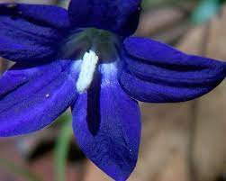 The board of trustees of the royal botanic gardens, kew. Wahlenbergia Gloriosa Gardensonline