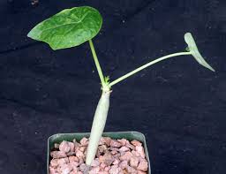 Image result for Jatropha schlechteri