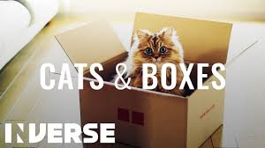 Check spelling or type a new query. Why Cats Love Cardboard Boxes Inverse Youtube