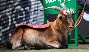 Hennes bleibt hennes, komme was wolle. Cologne Hennes Retires Soccer Score