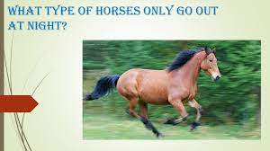 What Type Of Horses Only Go Out At Night 10 Seconds Riddles Youtube